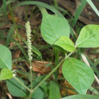 <i>Cyathula prostrata</i>  (L.) Blume